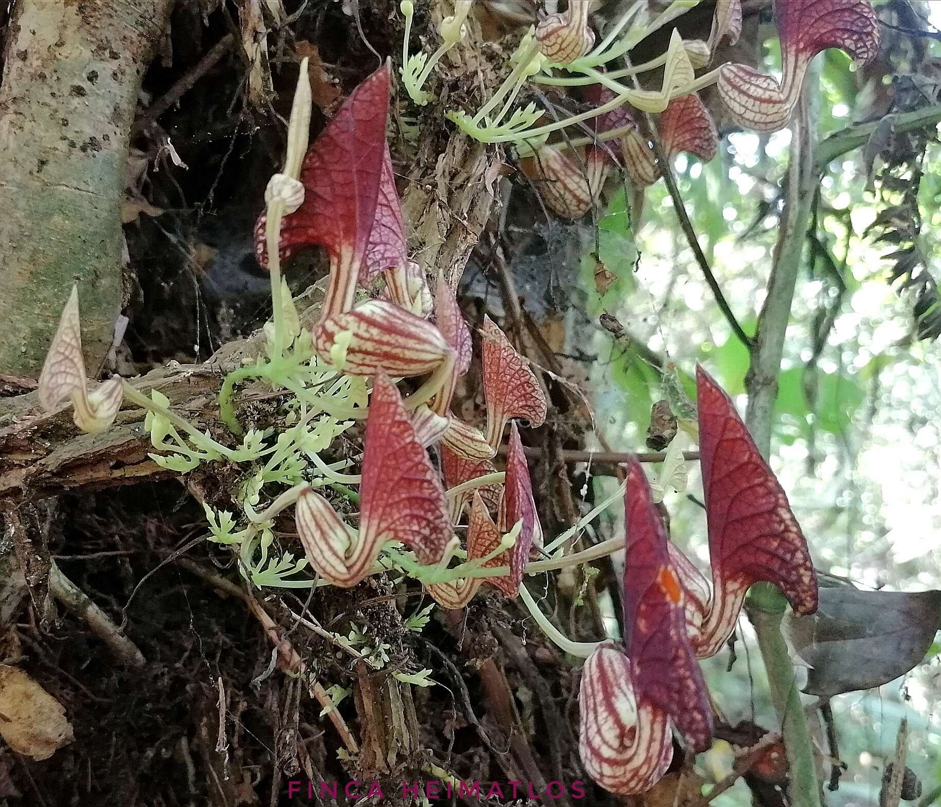 Image de Aristolochia peruviana O. Schmidt