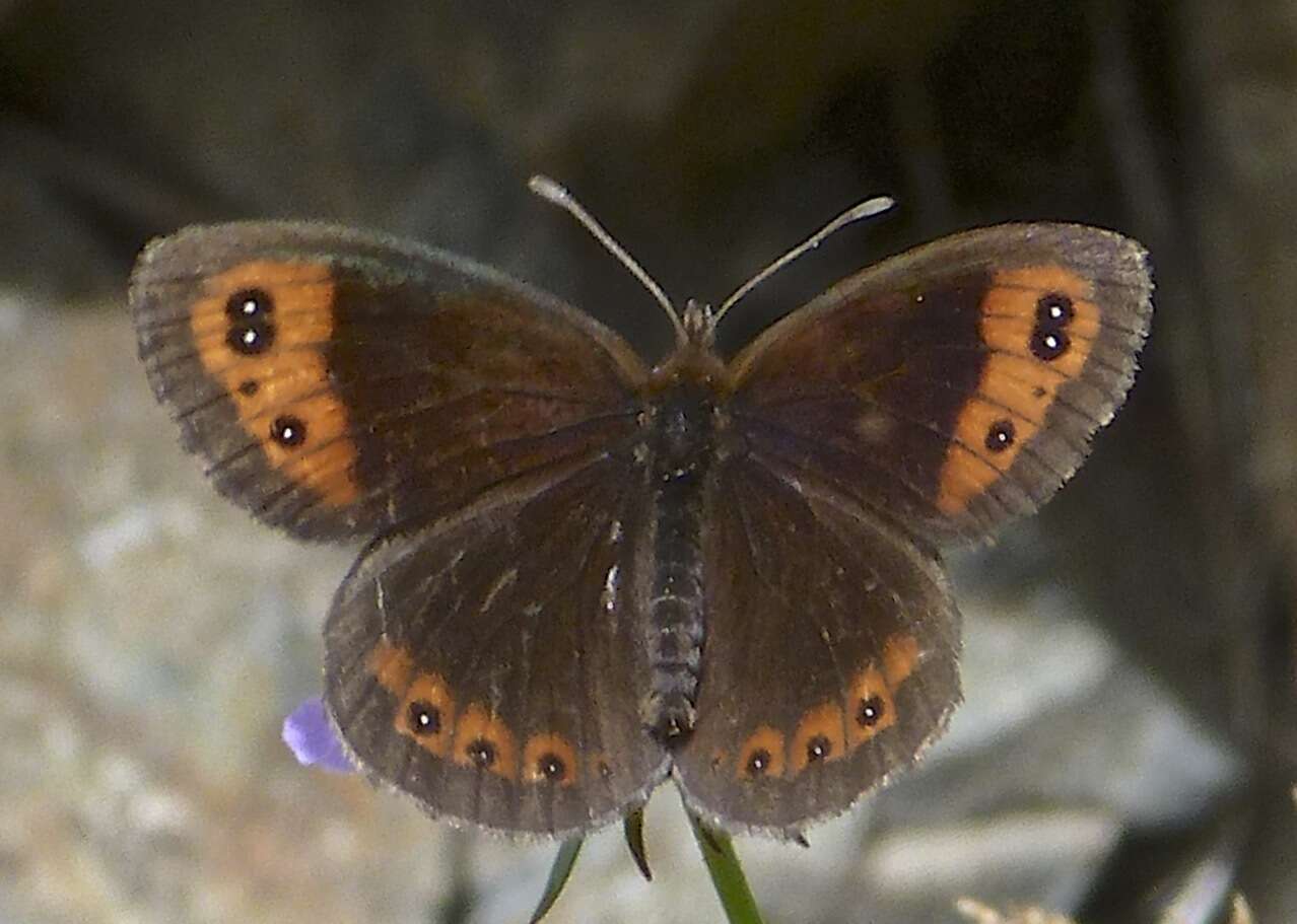 Image of Autumn Ringlet