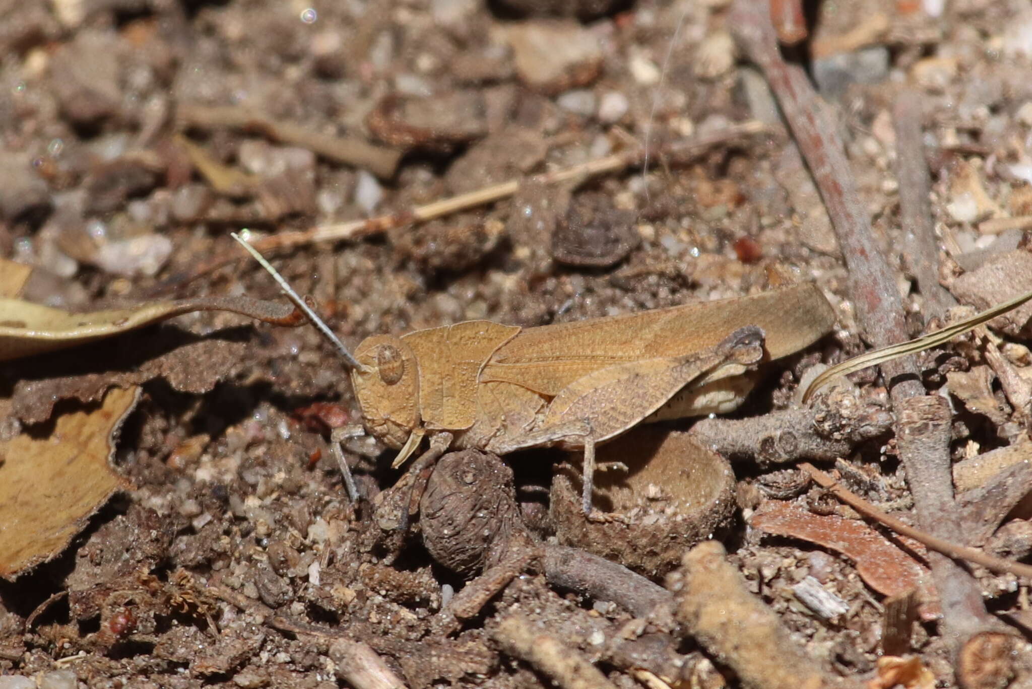 Tomonotus ferruginosus Caudell 1905的圖片