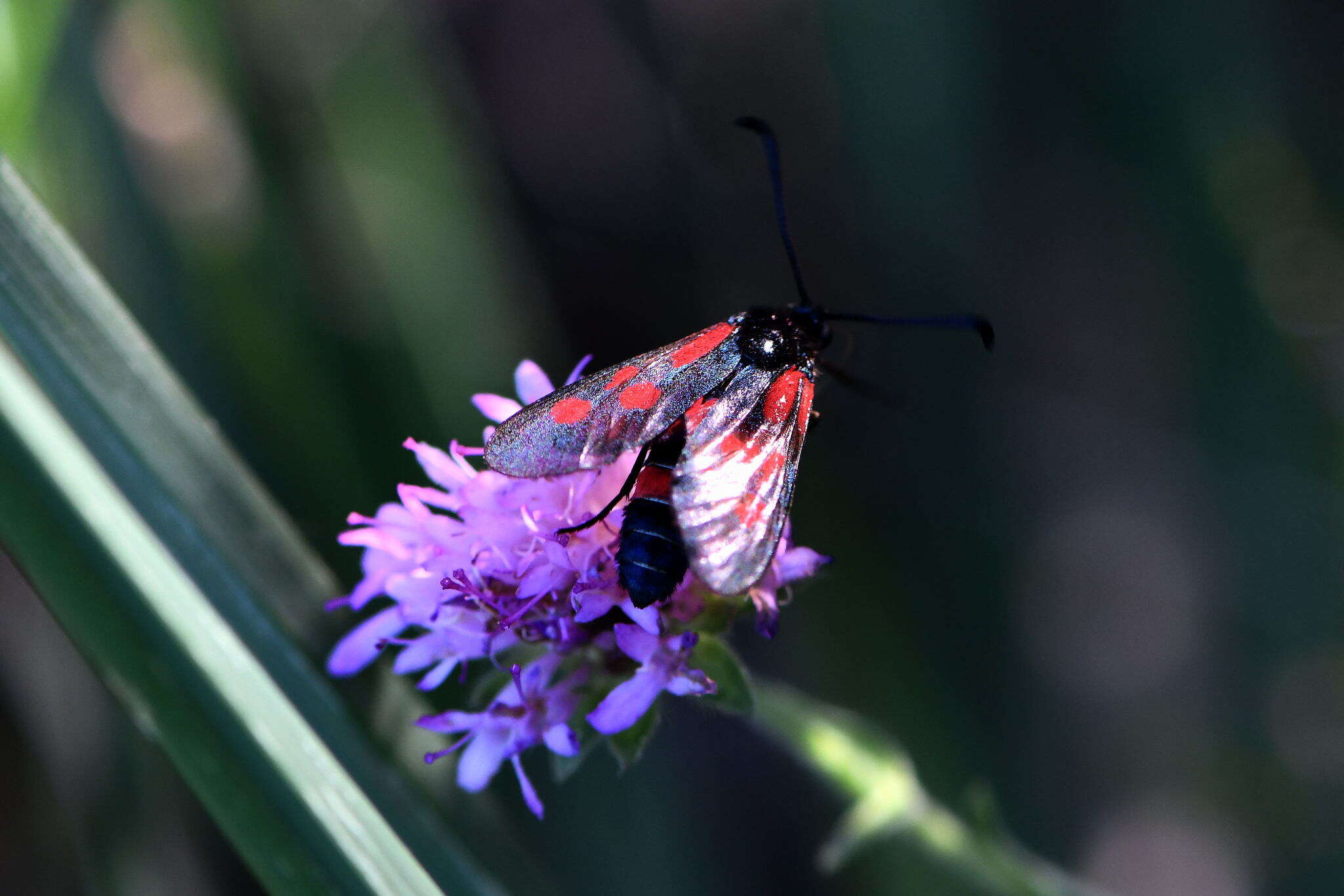 Image of Zygaena cynarae Esper 1789