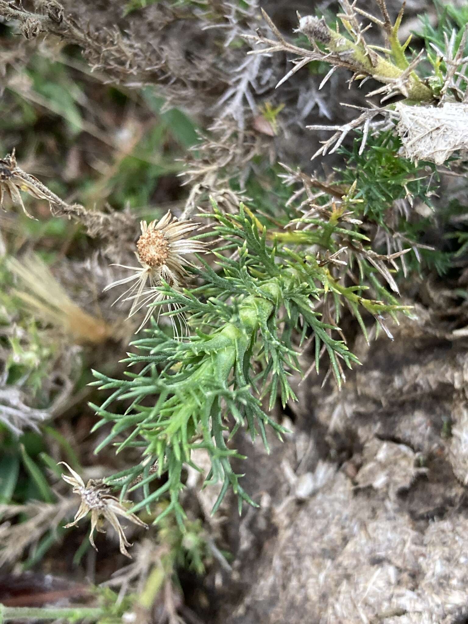 Image of Sommerfeltia spinulosa (Spreng.) Less.