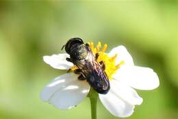 Image of Megachile disjuncta (Fabricius 1781)