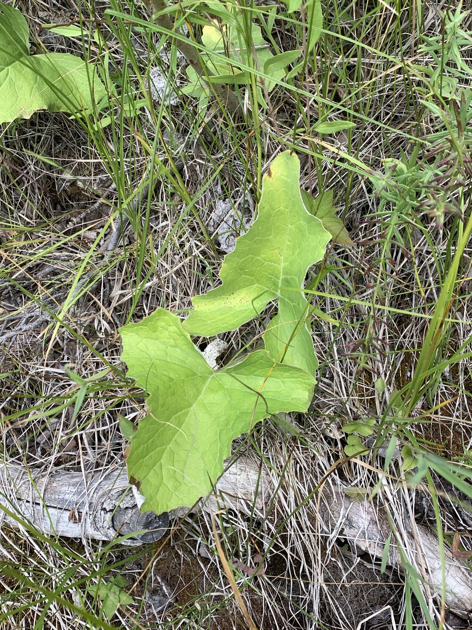 Image of arctic sweet coltsfoot