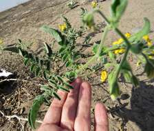 Image of Peruvian nightshade