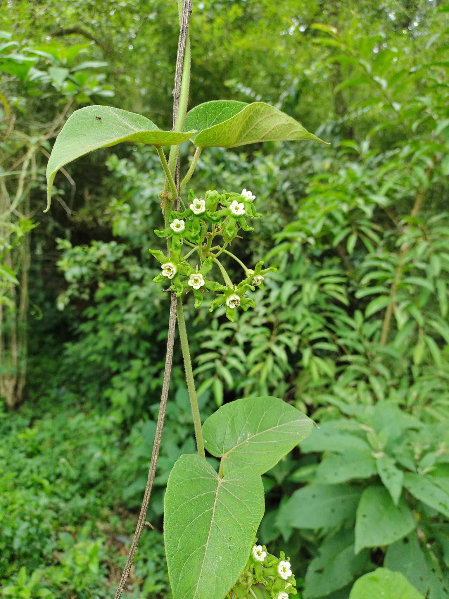 Gonolobus lasiostemma (Hemsl.) R. E. Woodson的圖片