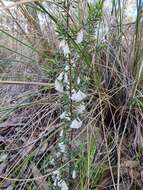 Image of Leucopogon fletcheri Maiden & Betche