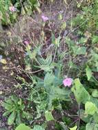 Image of soapwort