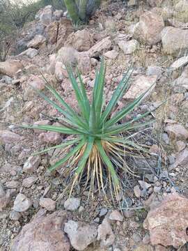 Image de Agave chrysoglossa I. M. Johnst.