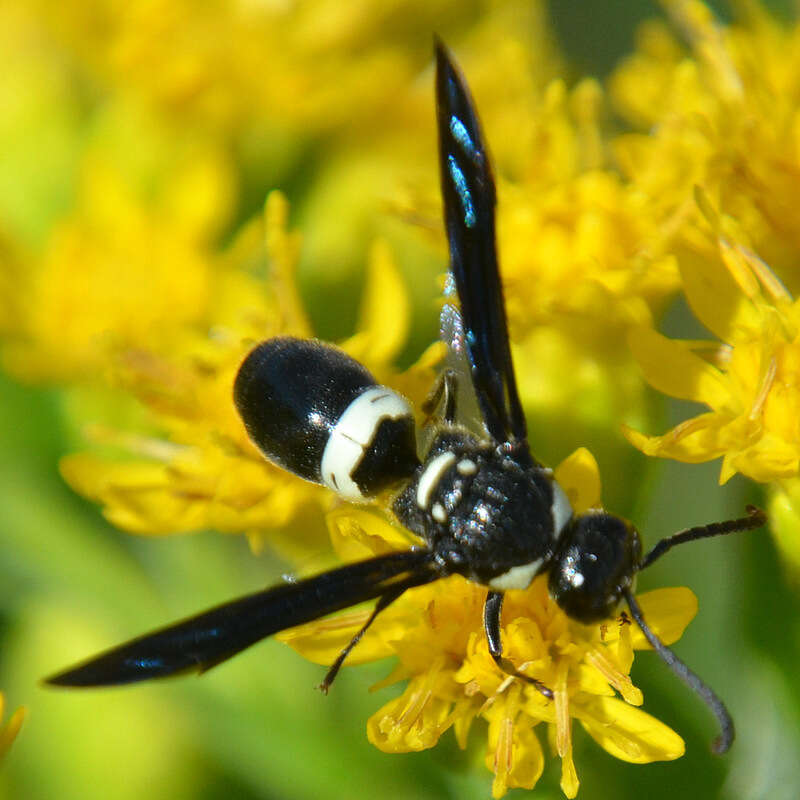 Image of Four-toothed Mason Wasp