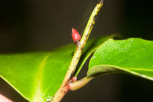 Image de Diospyros hillebrandii (Seem.) Fosberg