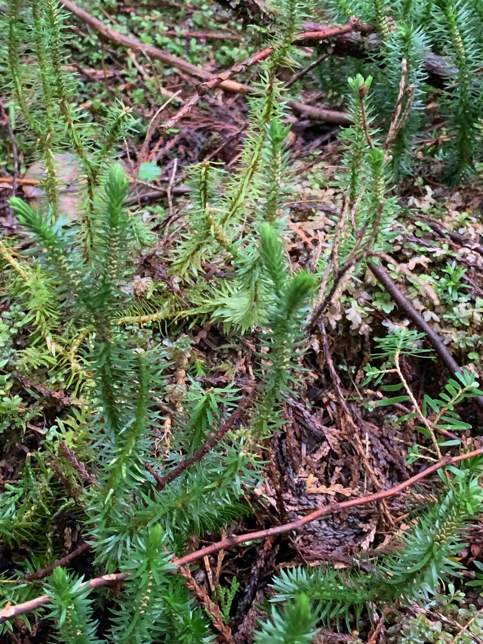 Image of western clubmoss