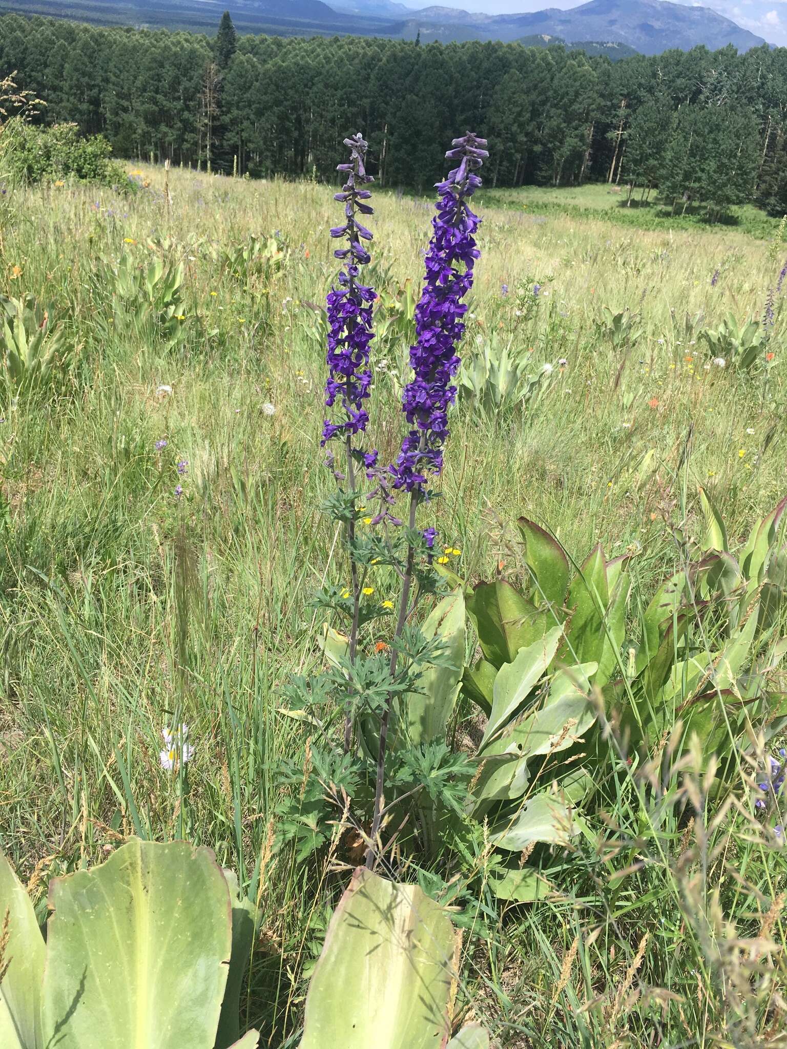 Image of Clark Valley Larkspur