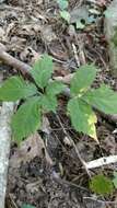 Image de Ginseng américain