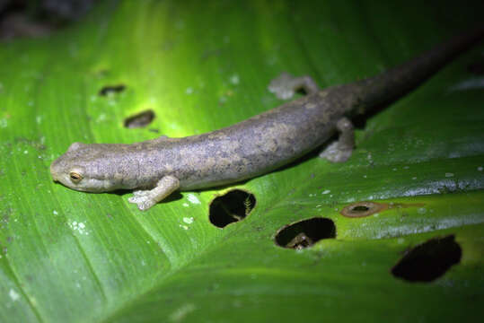 Image of Cocle Mushroomtongue Salamander