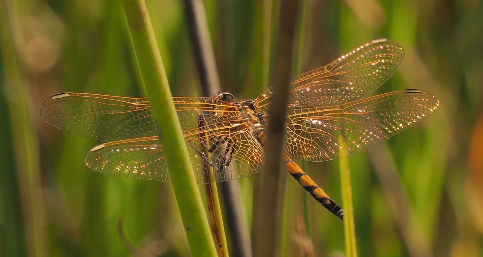 Image of Trithemis monardi Ris 1931