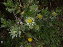 Image of Grindelia tarapacana Phil.