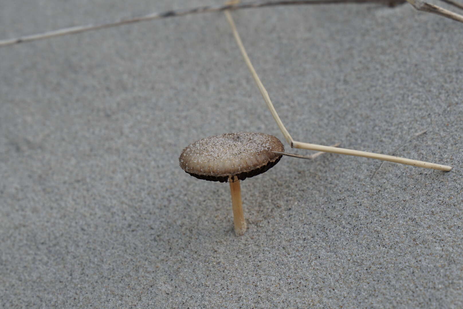 Image of Psathyrella ammophila (Durieu & Lév.) P. D. Orton 1960