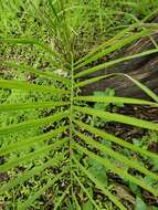 Image of South American jelly palm