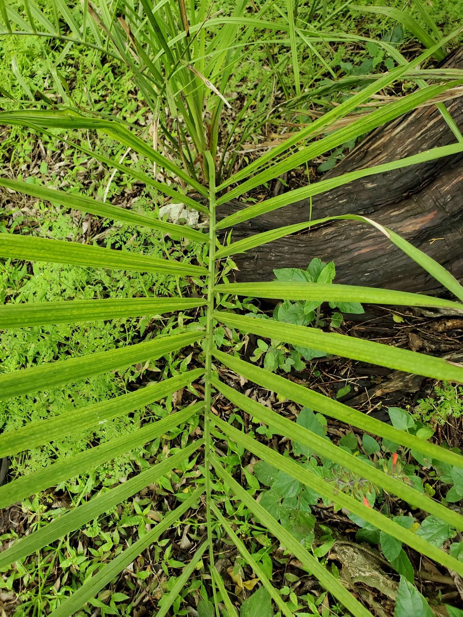 Image of South American jelly palm