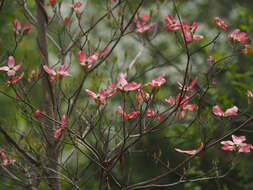 Image of Cornus florida var. florida