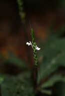 Elytraria marginata Vahl resmi