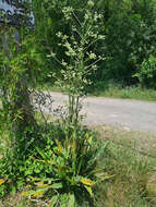 Imagem de Eryngium floribundum Cham. & Schltdl.