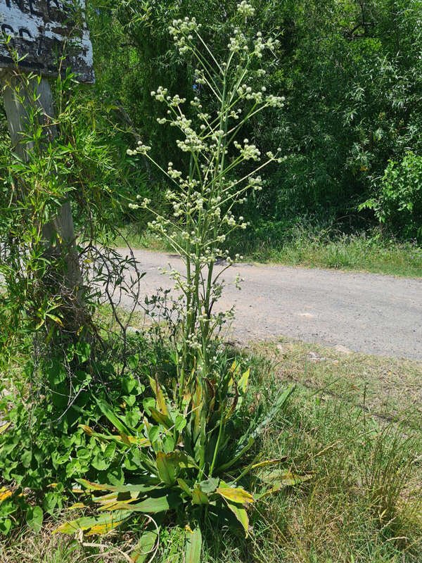 Image of Eryngium floribundum Cham. & Schltdl.