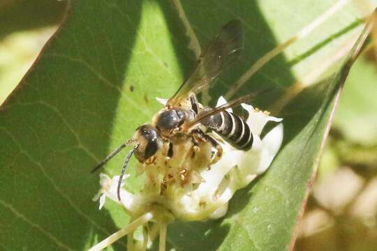 Image of Halictus farinosus Smith 1853