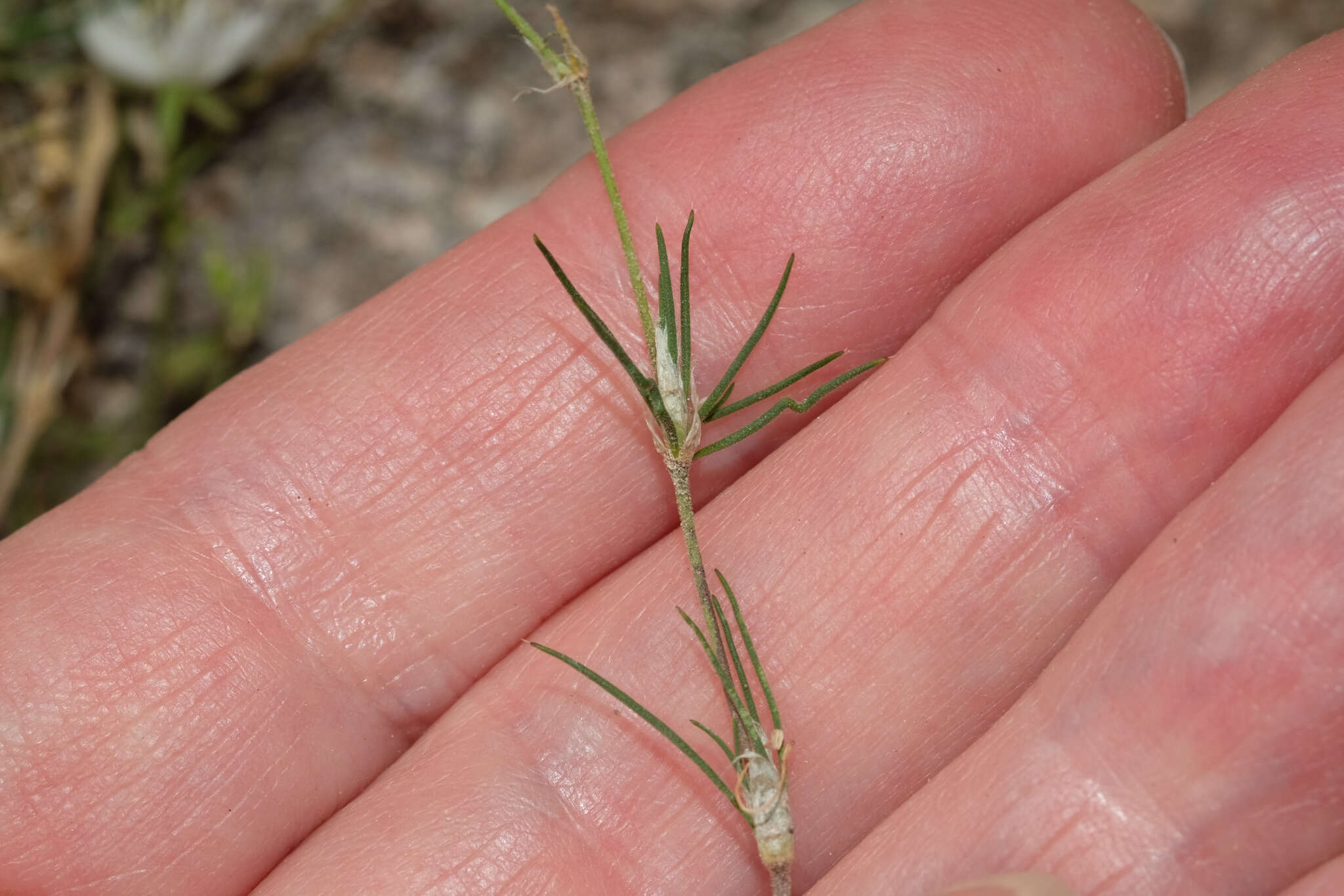 Image of Spergularia fasciculata Phil.