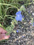 Image of azure blue sage