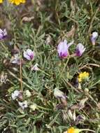 Image of Astragalus tener var. tener