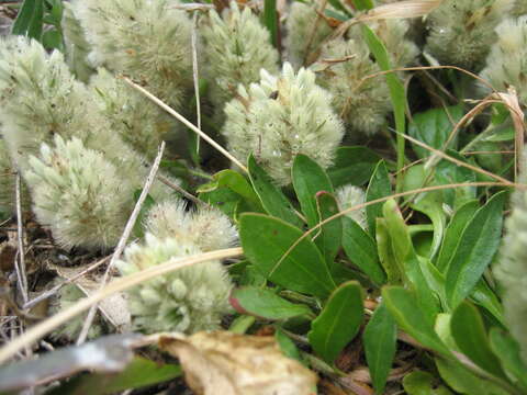 Image de Ptilotus spathulatus (R. Br.) Poir.