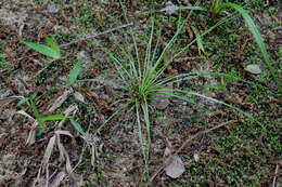 Image of Evergreen Quillwort