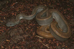 Boa constrictor ortonii Cope 1878 resmi