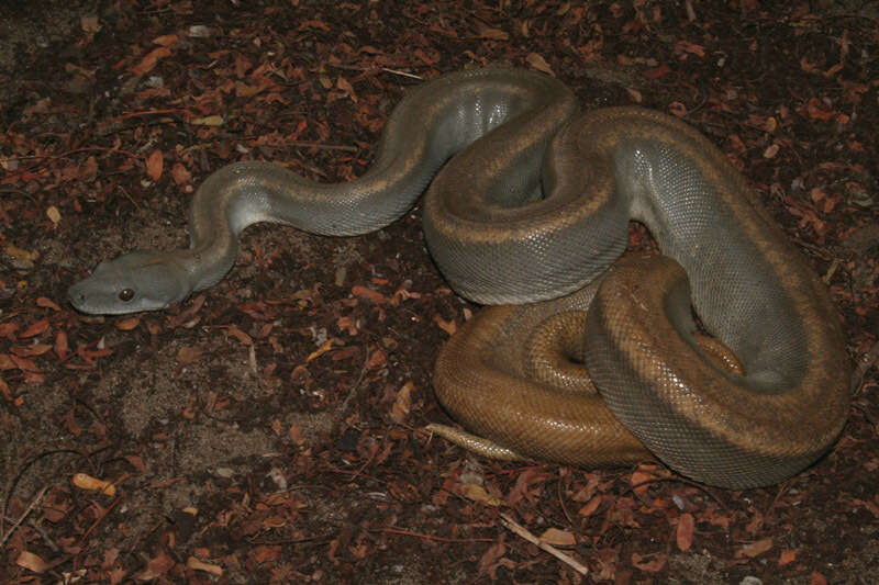 Sivun Boa constrictor ortonii Cope 1878 kuva