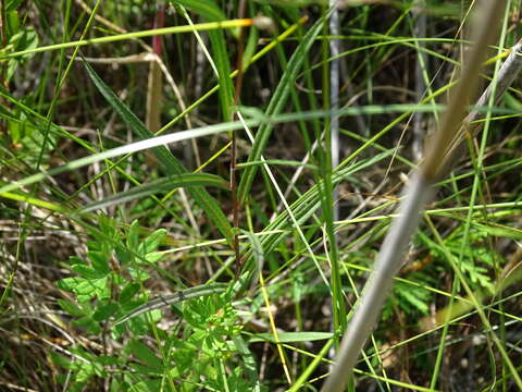 Image de Symphyotrichum boreale (Torr. & A. Gray) A. Löve & D. Löve