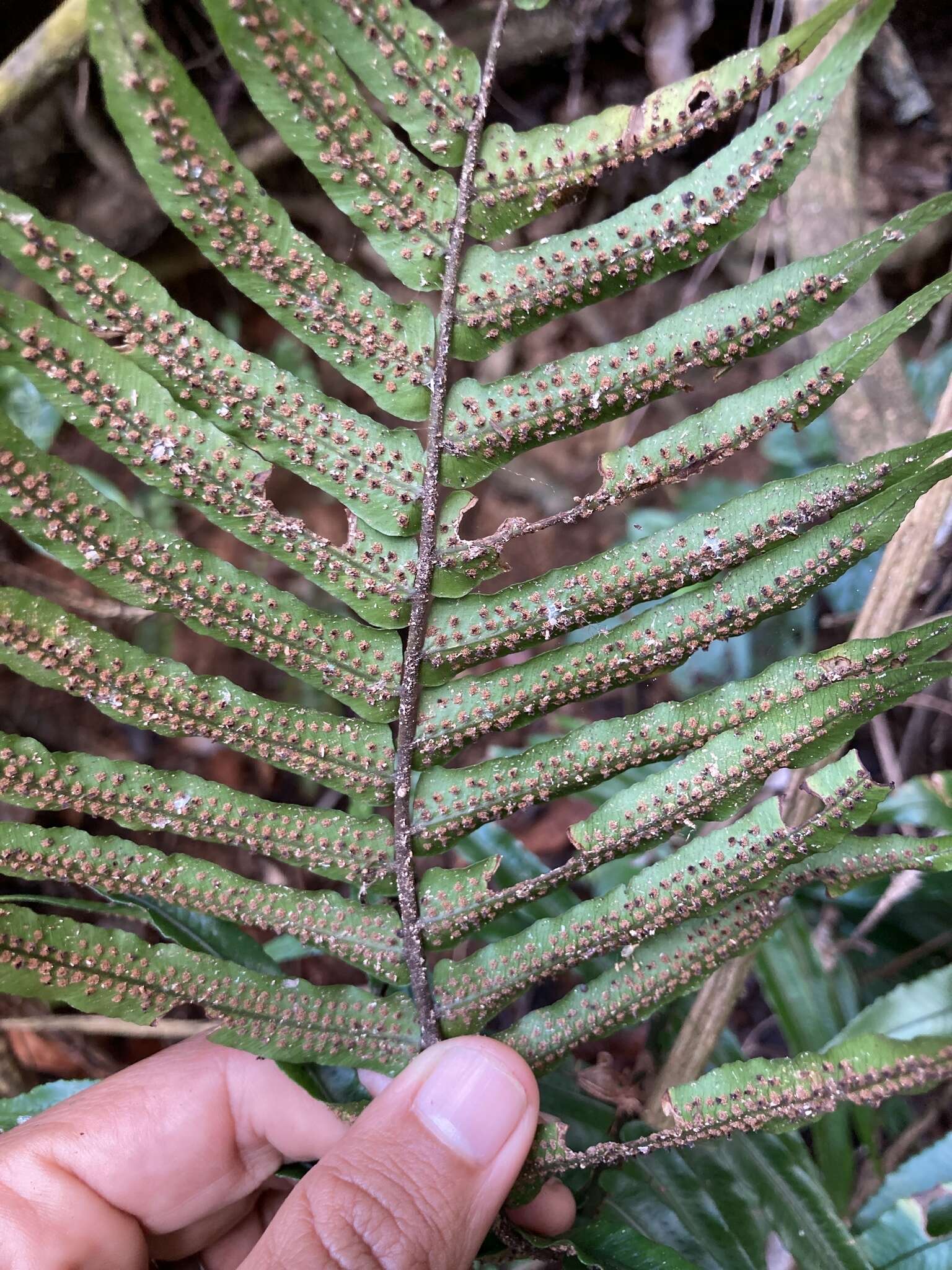 Image of Limestone Fern