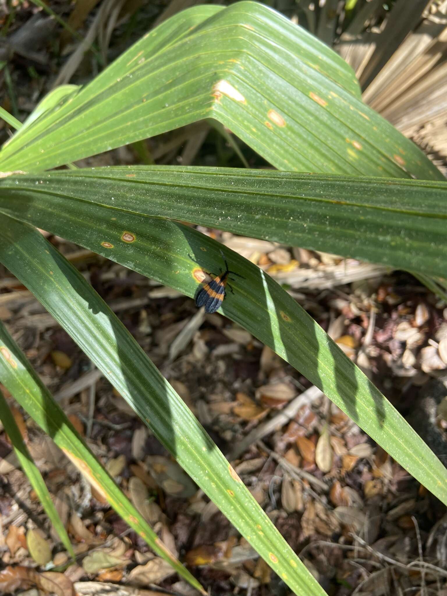 Image of Banded Net-winged Beetle