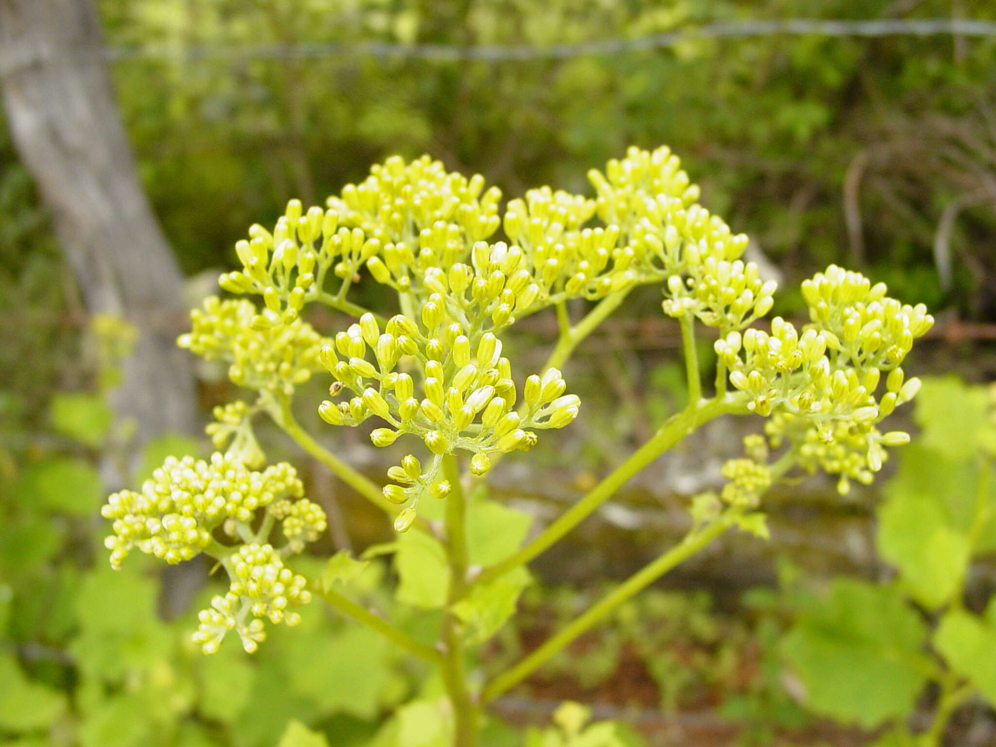 Image of Roldana aschenborniana (Schau.) H. Rob. & Brettell