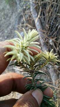 Image of Phylica plumosa L.