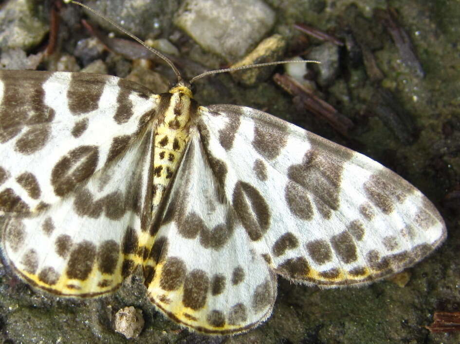 Image of Gandaritis whitelyi (Butler 1878)