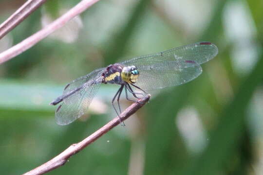 Слика од Agrionoptera longitudinalis Selys 1878