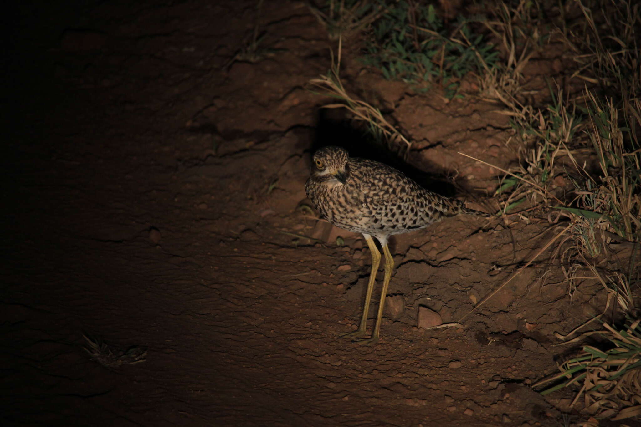 Image of Cape Thick-knee