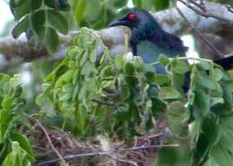 Image of Metallic Starling