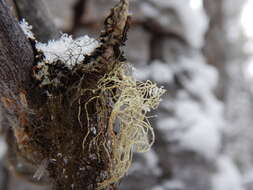 Image of perplexed beard lichen