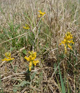 Image de Corydalis curvisiliqua Engelm. ex A. Gray