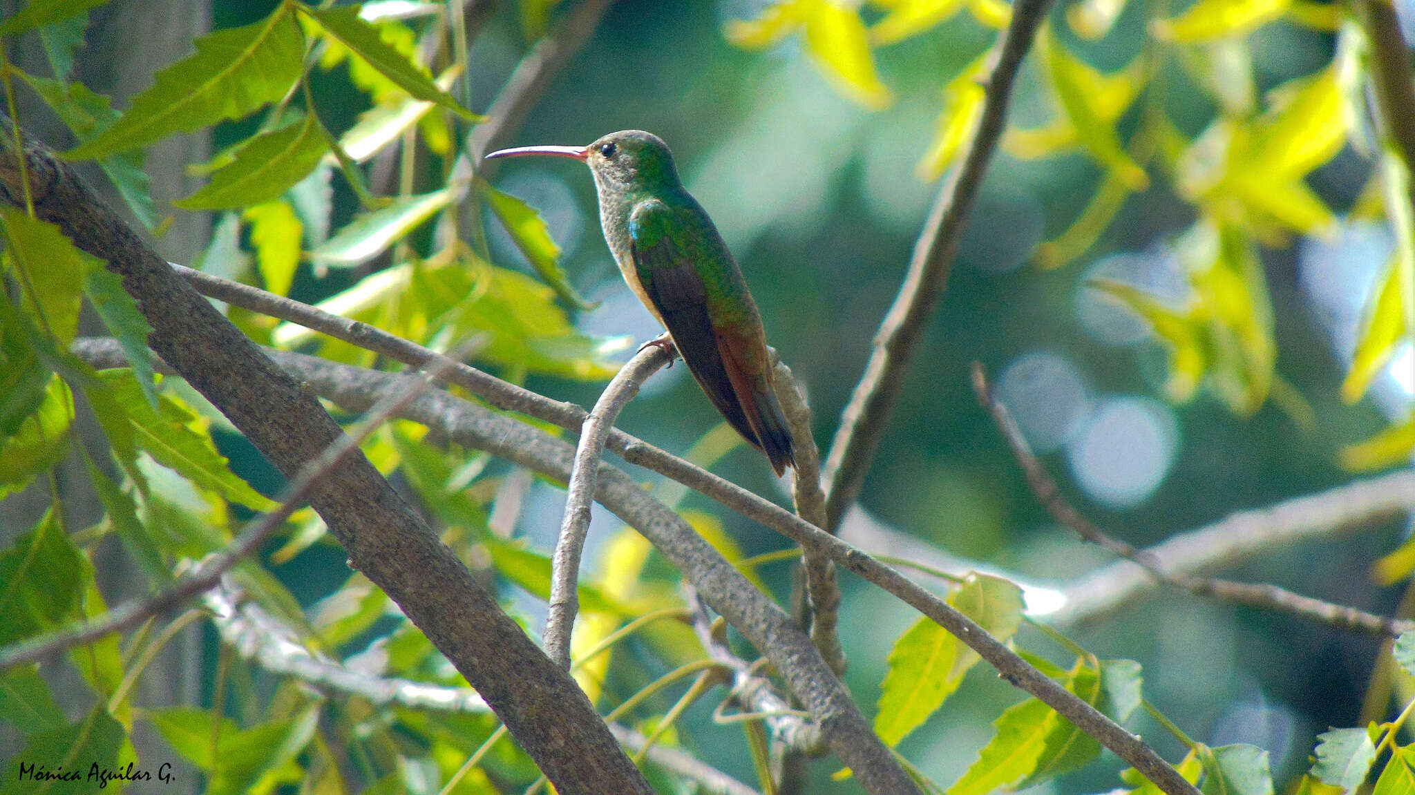 Imagem de Amazilia yucatanensis (Cabot & S 1845)