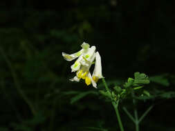 Imagem de Pseudofumaria alba subsp. alba