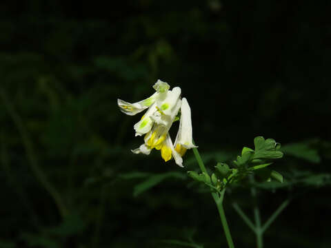 Imagem de Pseudofumaria alba subsp. alba