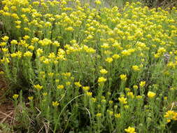 Image of Genista hispanica subsp. hispanica